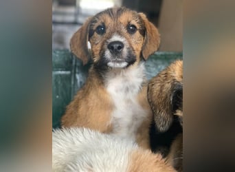 Romeo, geb. ca. 07/2025, lebt in GRIECHENLAND, im städt. Tierheim Serres