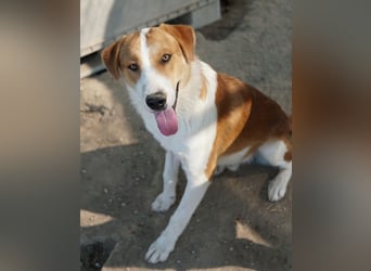 Benji, geb. ca. 10/2024, lebt in GRIECHENLAND, im städt. Tierheim Serres