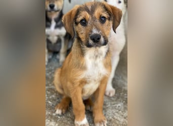 Romeo, geb. ca. 07/2025, lebt in GRIECHENLAND, im städt. Tierheim Serres