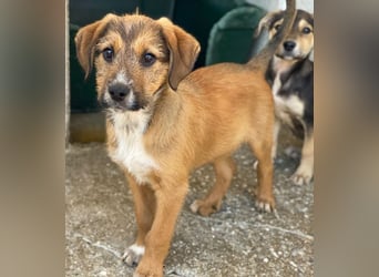 Romeo, geb. ca. 07/2025, lebt in GRIECHENLAND, im städt. Tierheim Serres