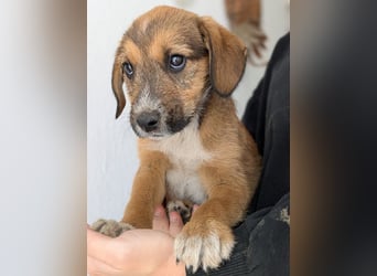 Romeo, geb. ca. 07/2025, lebt in GRIECHENLAND, im städt. Tierheim Serres