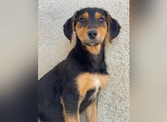 Rockie, geb. ca. 07/2025, lebt in GRIECHENLAND, im städt. Tierheim Serres