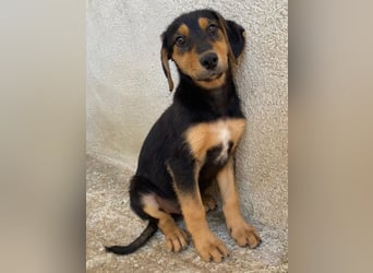 Rockie, geb. ca. 07/2025, lebt in GRIECHENLAND, im städt. Tierheim Serres