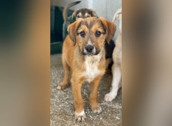 Romeo, geb. ca. 07/2025, lebt in GRIECHENLAND, im städt. Tierheim Serres