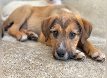 Romeo, geb. ca. 07/2025, lebt in GRIECHENLAND, im städt. Tierheim Serres