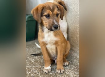 Romeo, geb. ca. 07/2025, lebt in GRIECHENLAND, im städt. Tierheim Serres