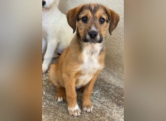 Romeo, geb. ca. 07/2025, lebt in GRIECHENLAND, im städt. Tierheim Serres