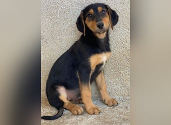 Rockie, geb. ca. 07/2025, lebt in GRIECHENLAND, im städt. Tierheim Serres