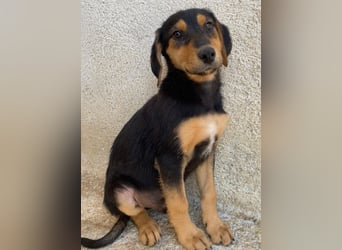 Rockie, geb. ca. 07/2025, lebt in GRIECHENLAND, im städt. Tierheim Serres