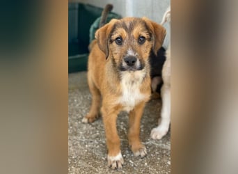 Romeo, geb. ca. 07/2025, lebt in GRIECHENLAND, im städt. Tierheim Serres