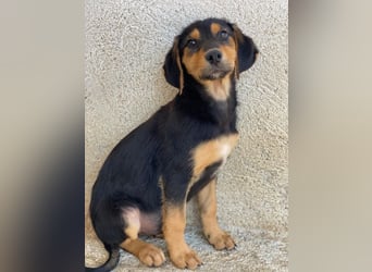 Rockie, geb. ca. 07/2025, lebt in GRIECHENLAND, im städt. Tierheim Serres