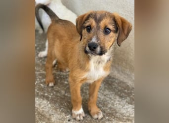 Romeo, geb. ca. 07/2025, lebt in GRIECHENLAND, im städt. Tierheim Serres