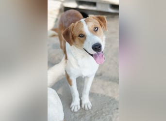 Benji, geb. ca. 10/2024, lebt in GRIECHENLAND, im städt. Tierheim Serres