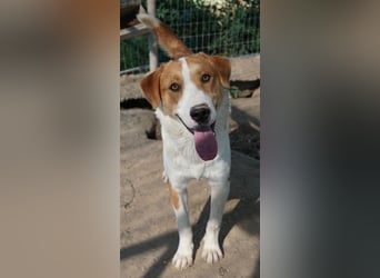 Benji, geb. ca. 10/2024, lebt in GRIECHENLAND, im städt. Tierheim Serres