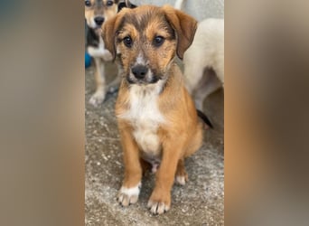 Romeo, geb. ca. 07/2025, lebt in GRIECHENLAND, im städt. Tierheim Serres