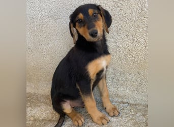 Rockie, geb. ca. 07/2025, lebt in GRIECHENLAND, im städt. Tierheim Serres