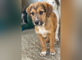 Romeo, geb. ca. 07/2025, lebt in GRIECHENLAND, im städt. Tierheim Serres