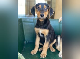 Rockie, geb. ca. 07/2025, lebt in GRIECHENLAND, im städt. Tierheim Serres