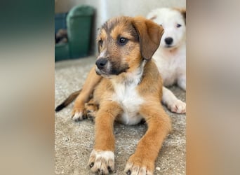 Romeo, geb. ca. 07/2025, lebt in GRIECHENLAND, im städt. Tierheim Serres