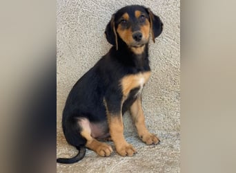 Rockie, geb. ca. 07/2025, lebt in GRIECHENLAND, im städt. Tierheim Serres