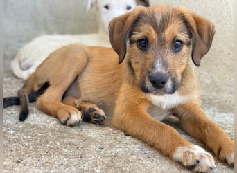 Romeo, geb. ca. 07/2025, lebt in GRIECHENLAND, im städt. Tierheim Serres