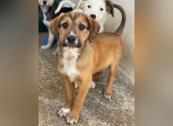 Romeo, geb. ca. 07/2025, lebt in GRIECHENLAND, im städt. Tierheim Serres