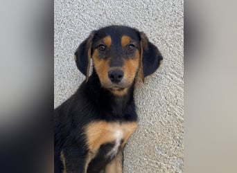 Rockie, geb. ca. 07/2025, lebt in GRIECHENLAND, im städt. Tierheim Serres