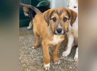 Romeo, geb. ca. 07/2025, lebt in GRIECHENLAND, im städt. Tierheim Serres