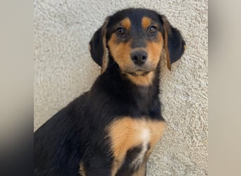 Rockie, geb. ca. 07/2025, lebt in GRIECHENLAND, im städt. Tierheim Serres