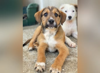 Romeo, geb. ca. 07/2025, lebt in GRIECHENLAND, im städt. Tierheim Serres