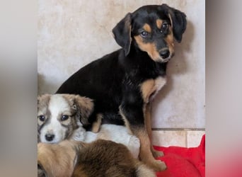 Rockie, geb. ca. 07/2025, lebt in GRIECHENLAND, im städt. Tierheim Serres