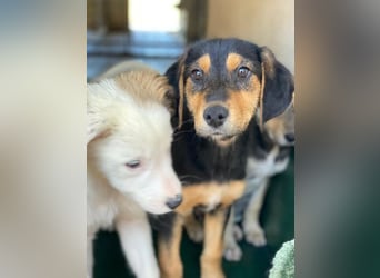 Rockie, geb. ca. 07/2025, lebt in GRIECHENLAND, im städt. Tierheim Serres