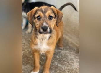 Romeo, geb. ca. 07/2025, lebt in GRIECHENLAND, im städt. Tierheim Serres