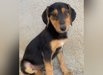 Rockie, geb. ca. 07/2025, lebt in GRIECHENLAND, im städt. Tierheim Serres