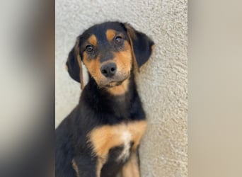 Rockie, geb. ca. 07/2025, lebt in GRIECHENLAND, im städt. Tierheim Serres