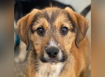 Romeo, geb. ca. 07/2025, lebt in GRIECHENLAND, im städt. Tierheim Serres