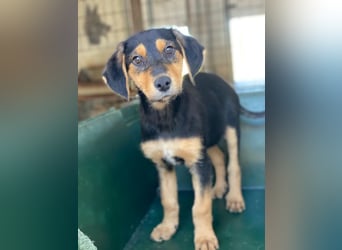 Rockie, geb. ca. 07/2025, lebt in GRIECHENLAND, im städt. Tierheim Serres