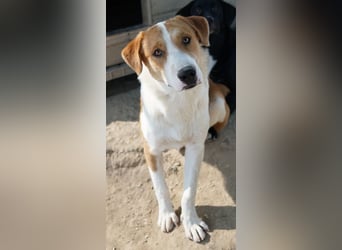 Benji, geb. ca. 10/2024, lebt in GRIECHENLAND, im städt. Tierheim Serres