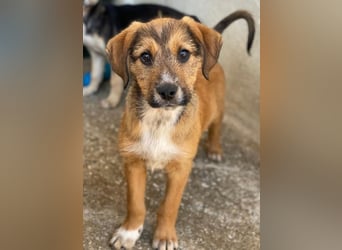 Romeo, geb. ca. 07/2025, lebt in GRIECHENLAND, im städt. Tierheim Serres