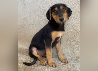 Rockie, geb. ca. 07/2025, lebt in GRIECHENLAND, im städt. Tierheim Serres