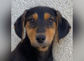 Rockie, geb. ca. 07/2025, lebt in GRIECHENLAND, im städt. Tierheim Serres