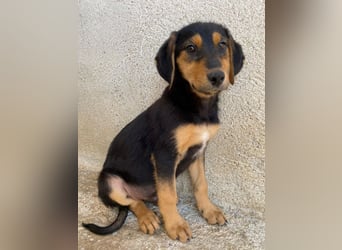 Rockie, geb. ca. 07/2025, lebt in GRIECHENLAND, im städt. Tierheim Serres