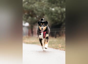 Kluge Marissa sucht aktives Zuhause