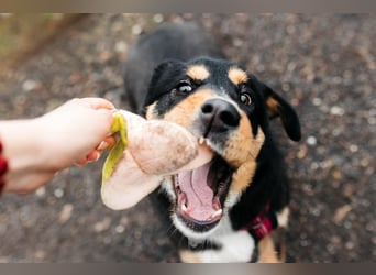 Kluge Marissa sucht aktives Zuhause