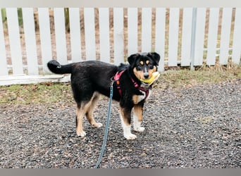 Kluge Marissa sucht aktives Zuhause