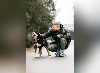 Kluge Marissa sucht aktives Zuhause