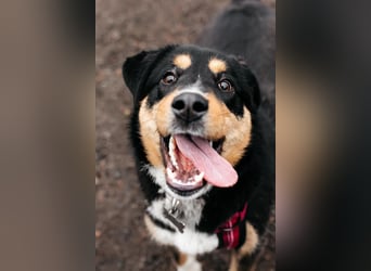 Kluge Marissa sucht aktives Zuhause