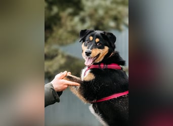 Kluge Marissa sucht aktives Zuhause