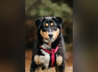 Kluge Marissa sucht aktives Zuhause