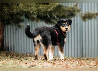 Kluge Marissa sucht aktives Zuhause